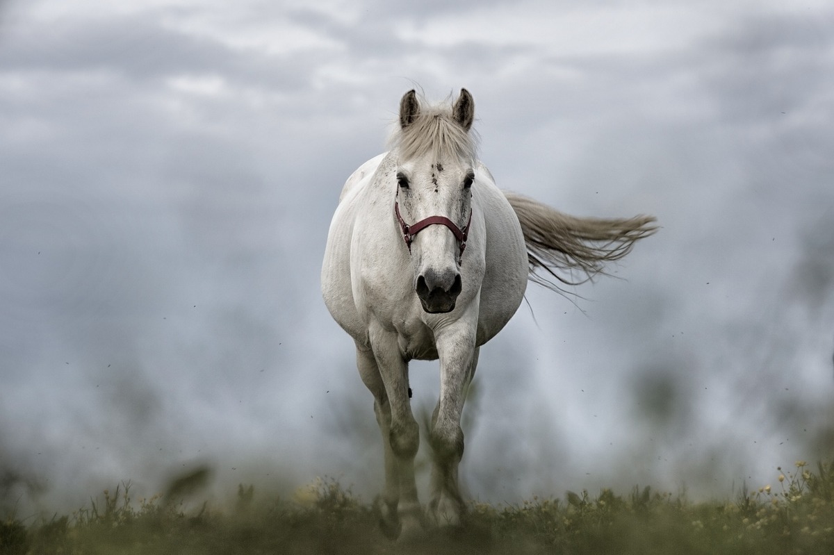Cavalo branco correndo