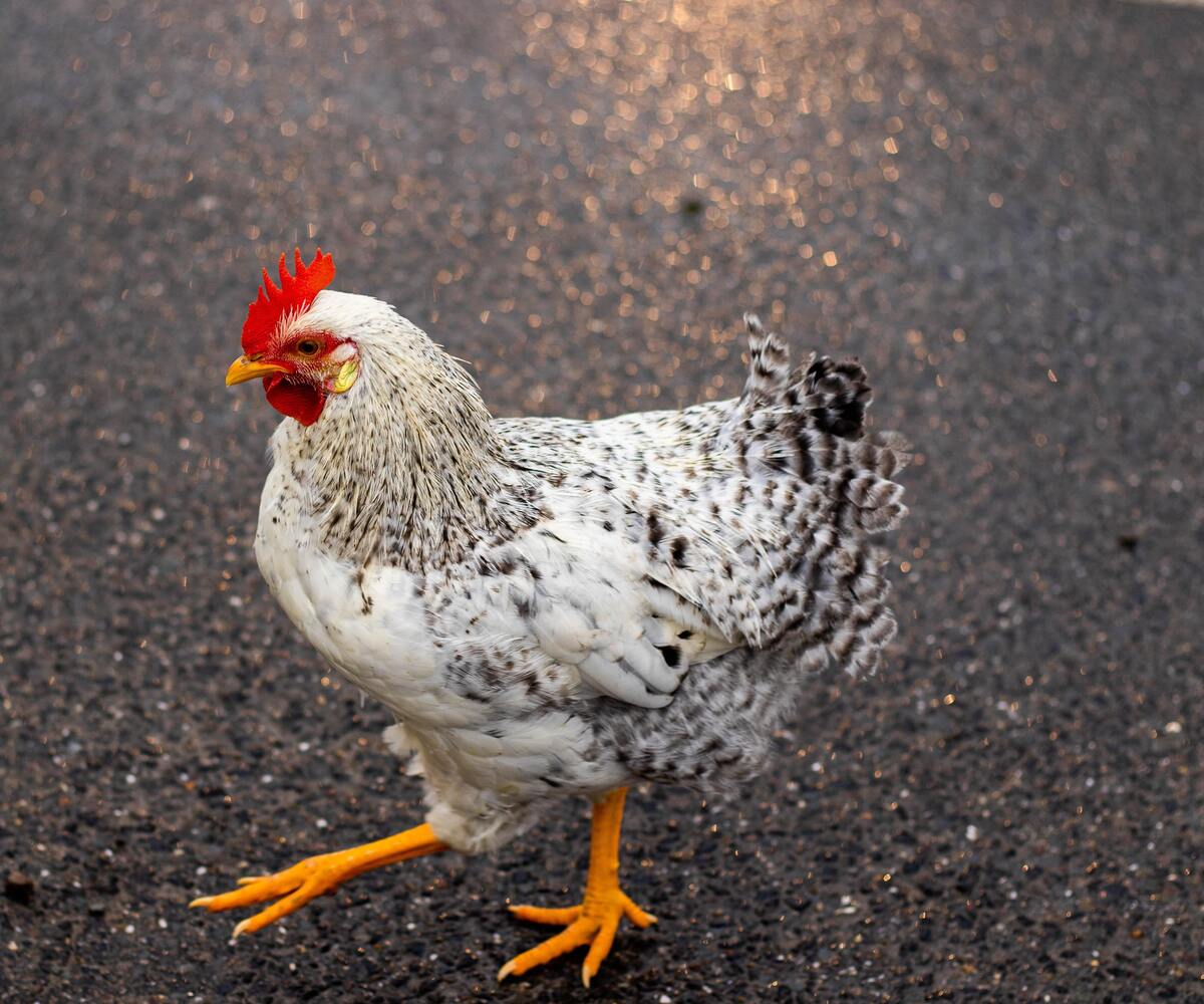 galinha no asfalto