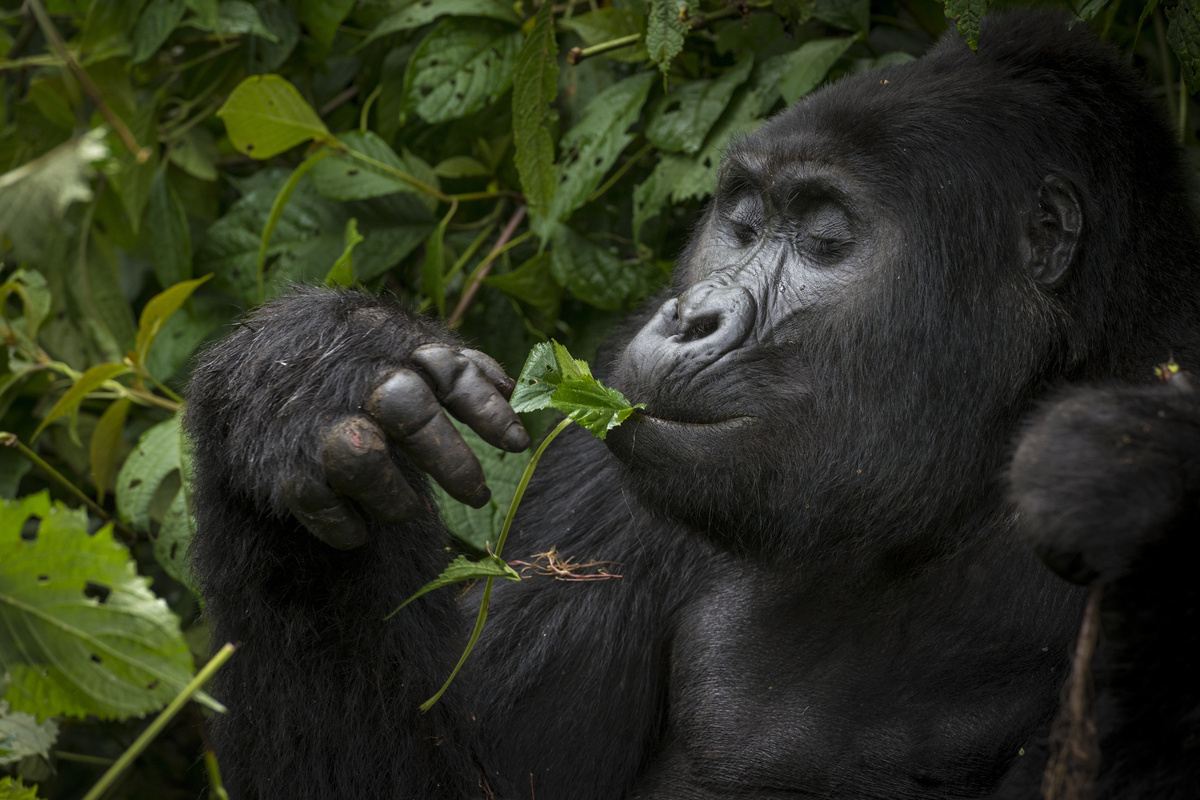 Um gorila comendo uma folha