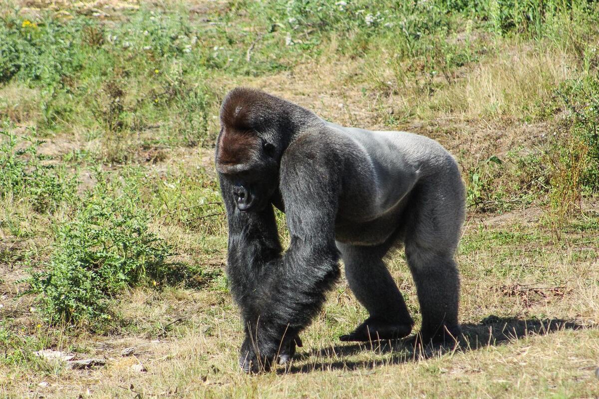Um gorila na natureza
