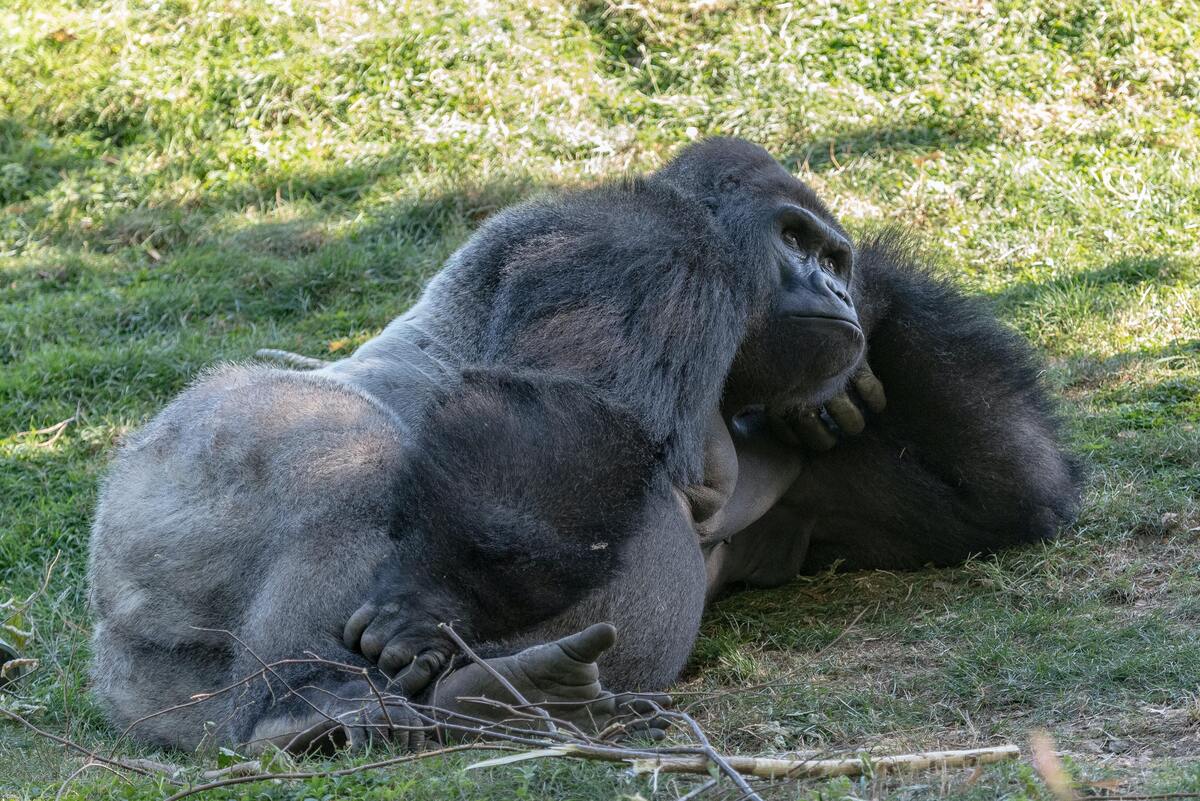 Um gorila deitado na grama