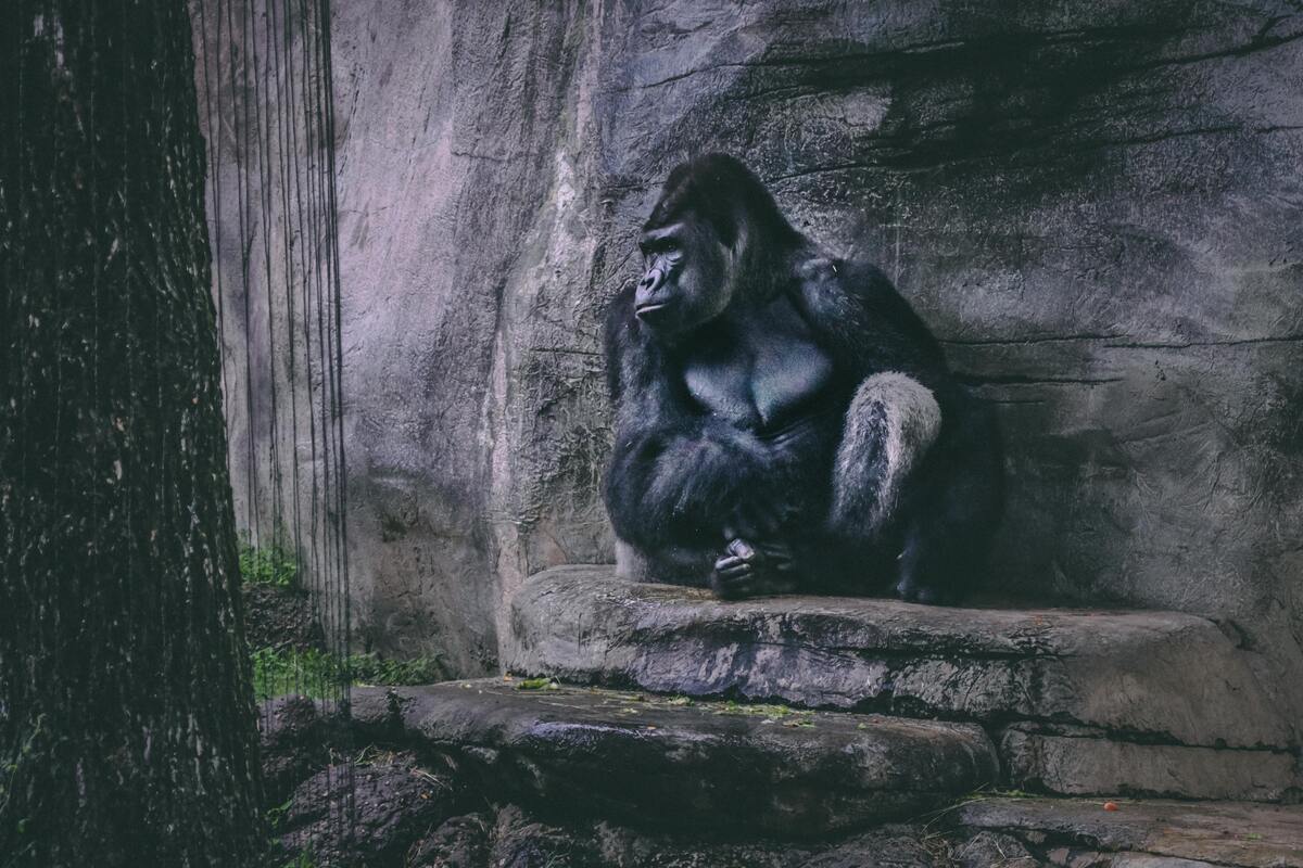 Um gorila sentado nas pedras