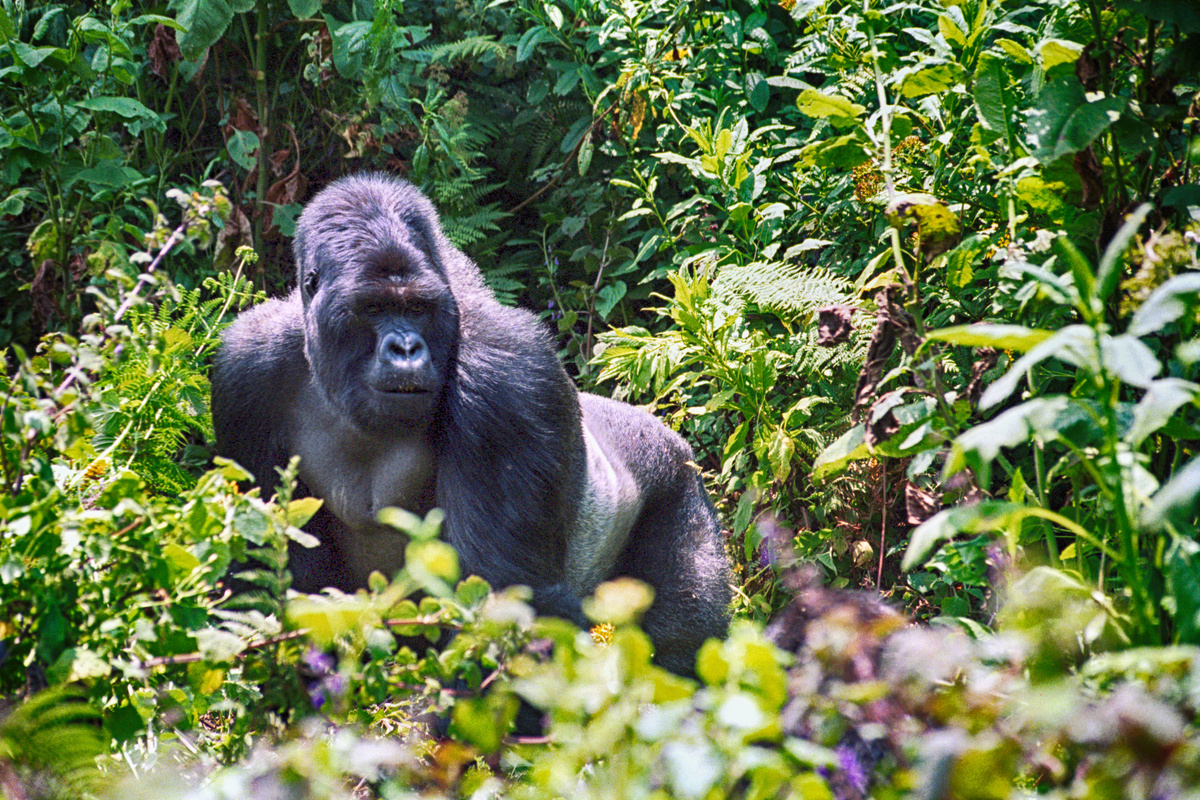 Um gorila na selva