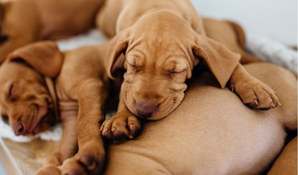 Filhotes de cachorro marrom dormindo