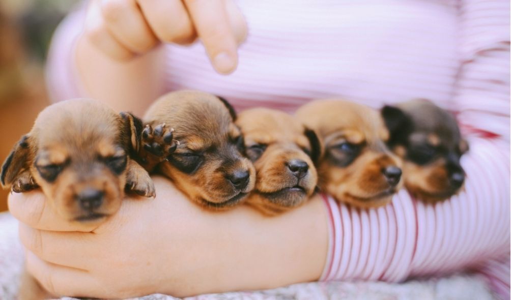 Filhotes de cachorro dormindo no braço de mulher