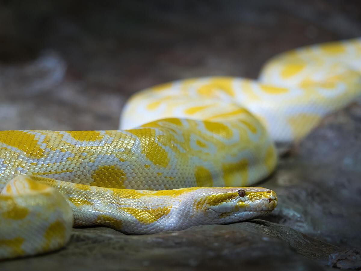 Cobra amarela em uma pedra.