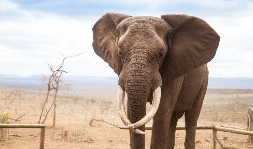 Imagem de um elefante