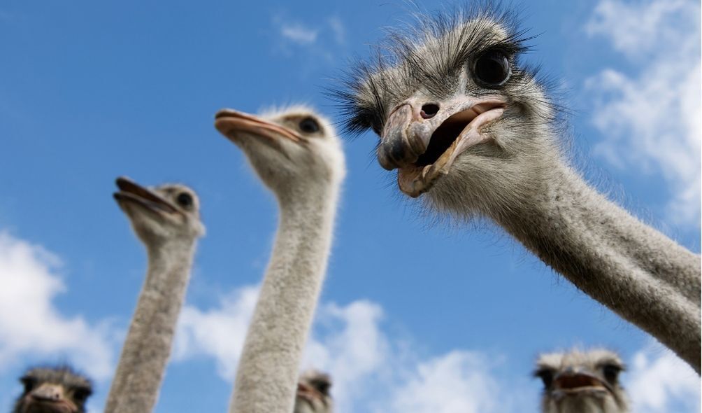Imagem de avestruzes olhando para a câmera