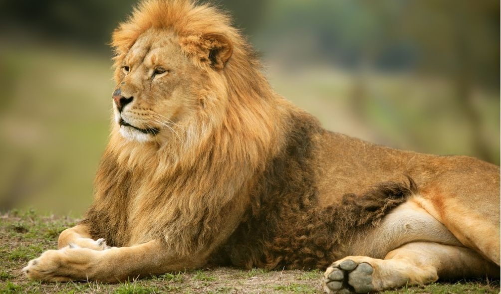 Imagem de um leão