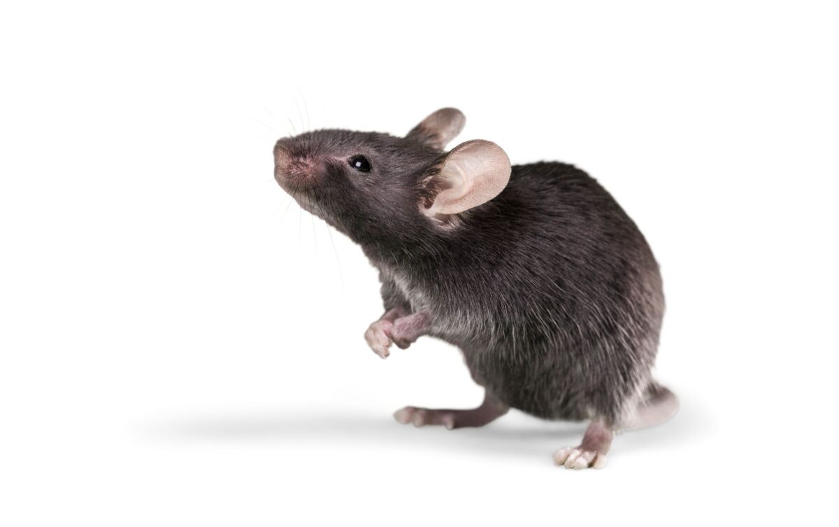 Rato marrom em fundo branco.