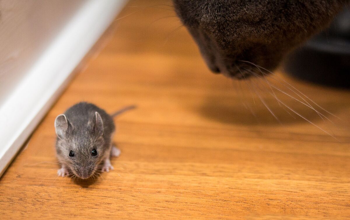 Gato preto observando rato cinza no chão.