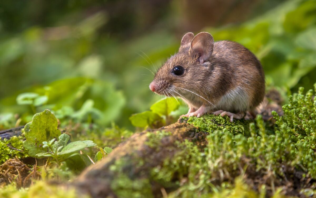 Rato pequeno em natureza.