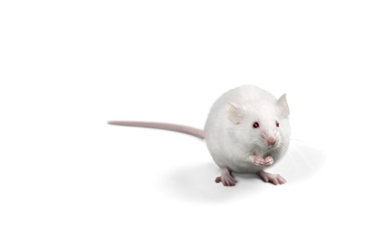 Rato branco em fundo branco.