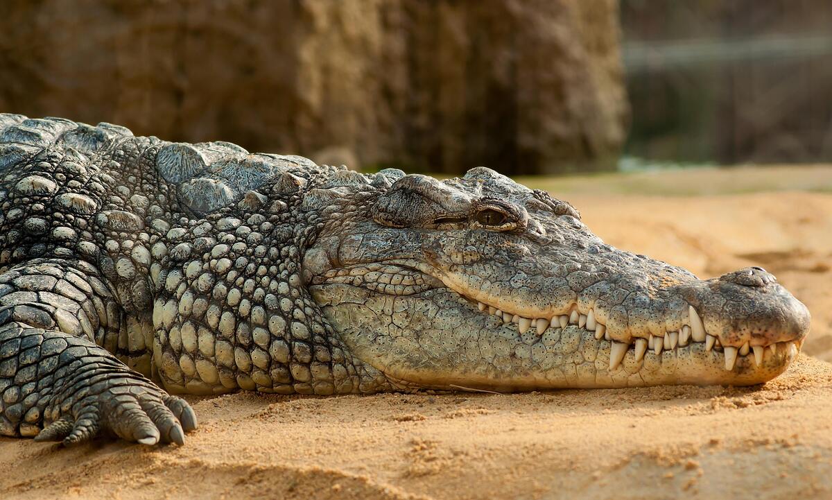 Crocodilo descansando na terra