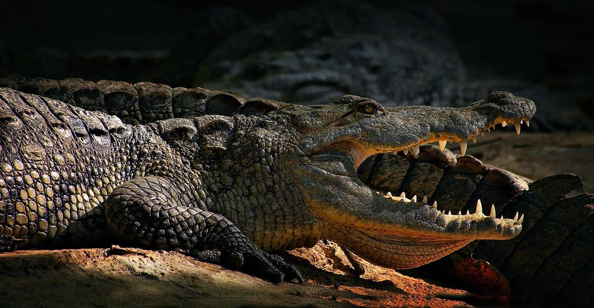 Crocodilo com as bocas abertas