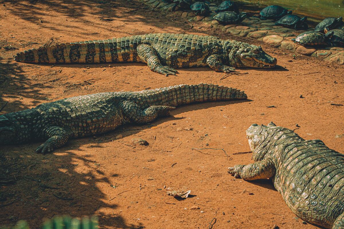 Vários crocodilos na terra