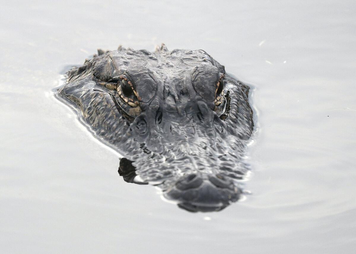 Crocodilo na água observando