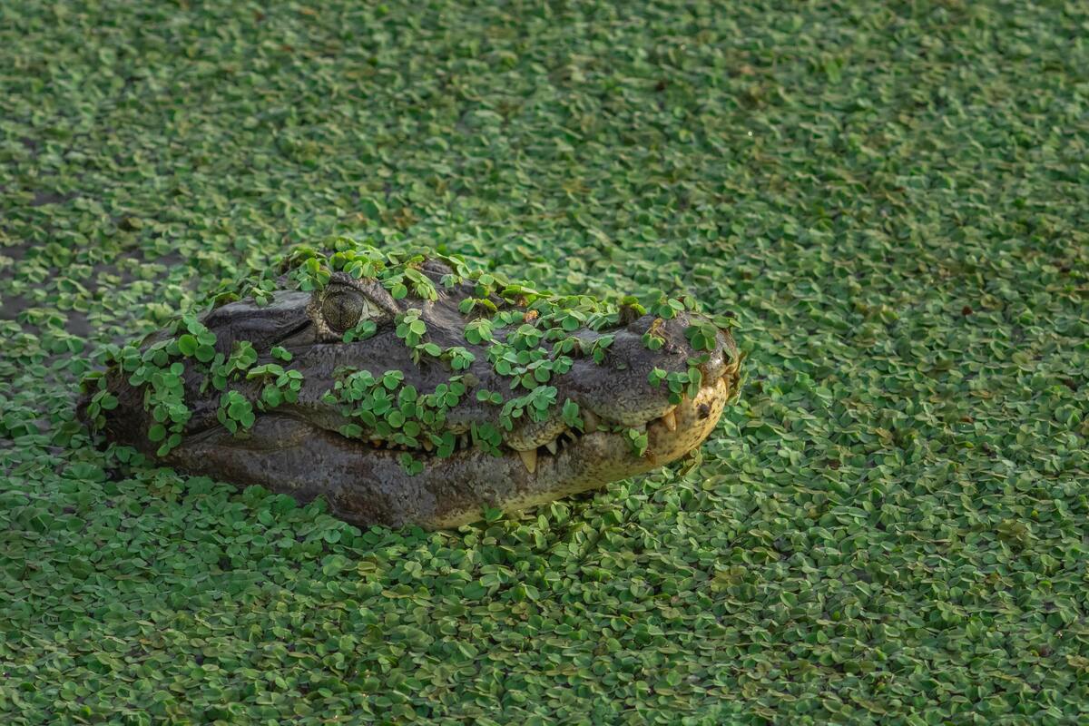 Crocodilo escondindo entre as plantas aquáticas