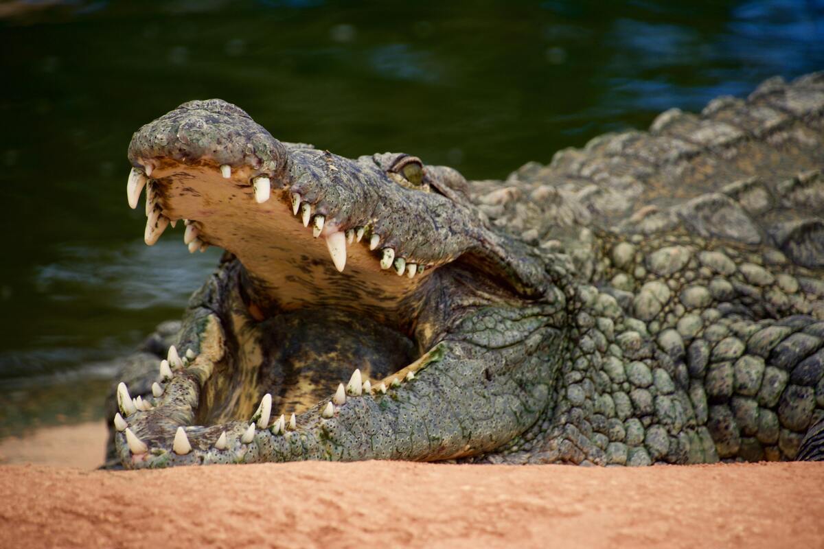 Crocodilo com a boca aberta
