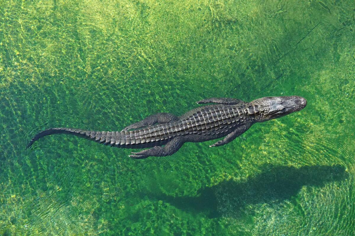 Crocodilo preto nadando em água cristalina