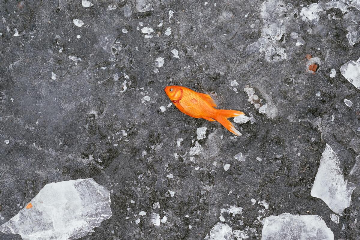 Peixe laranja morto no chão