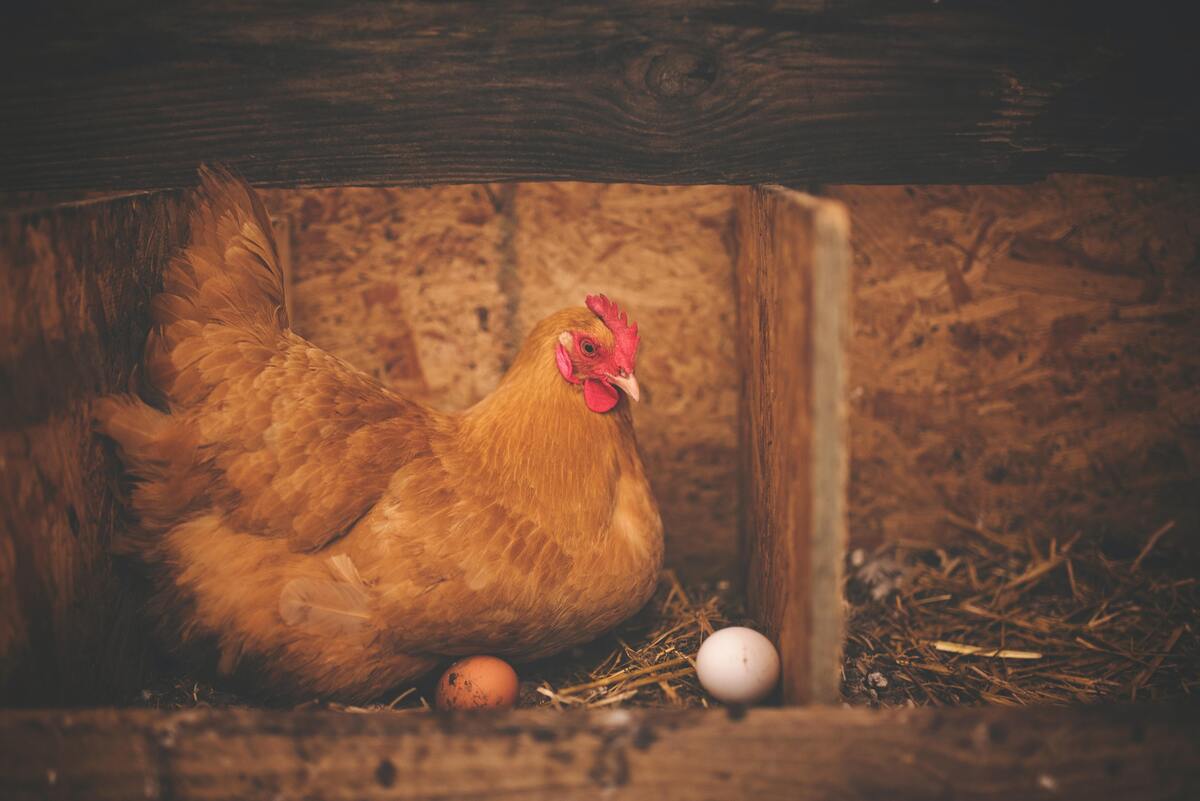 Uma galinha com dois ovos