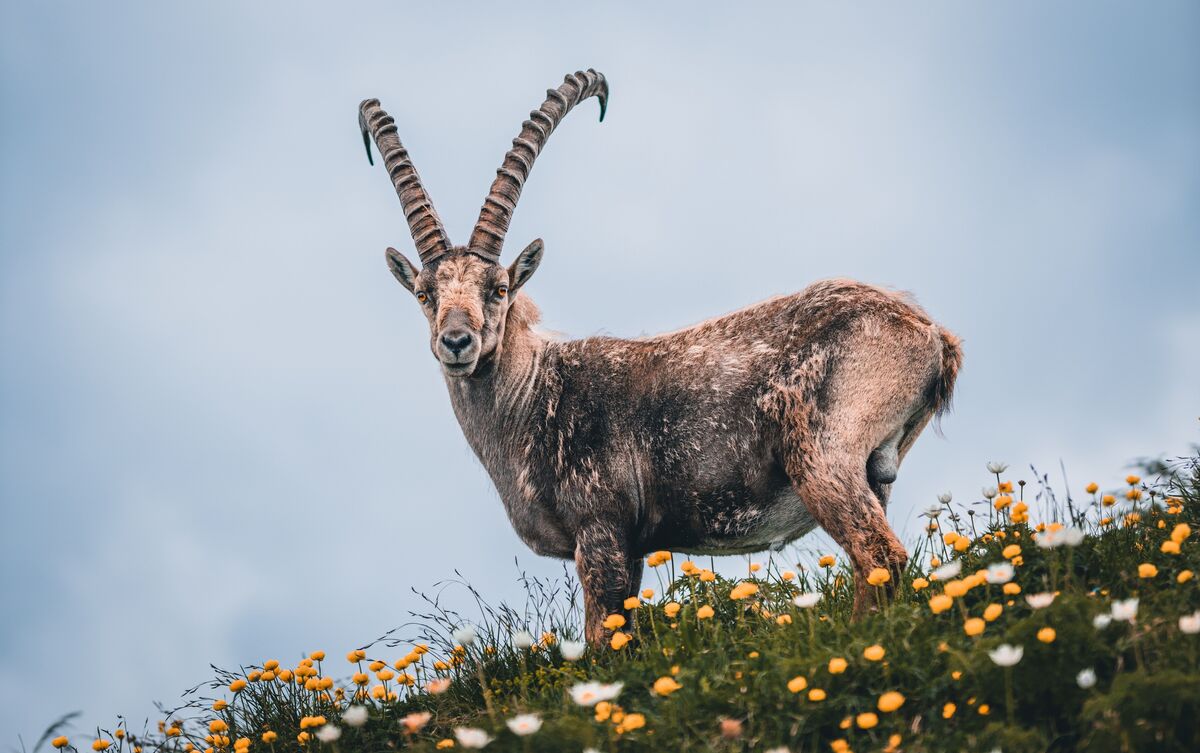 Cabra, animal do signo de Capricórnio, ao ar livre.
