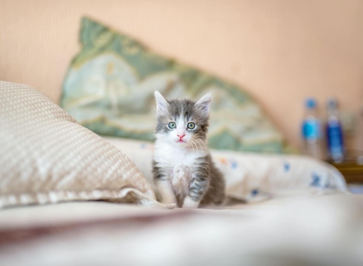 Filhote de gato em cima de uma cama.