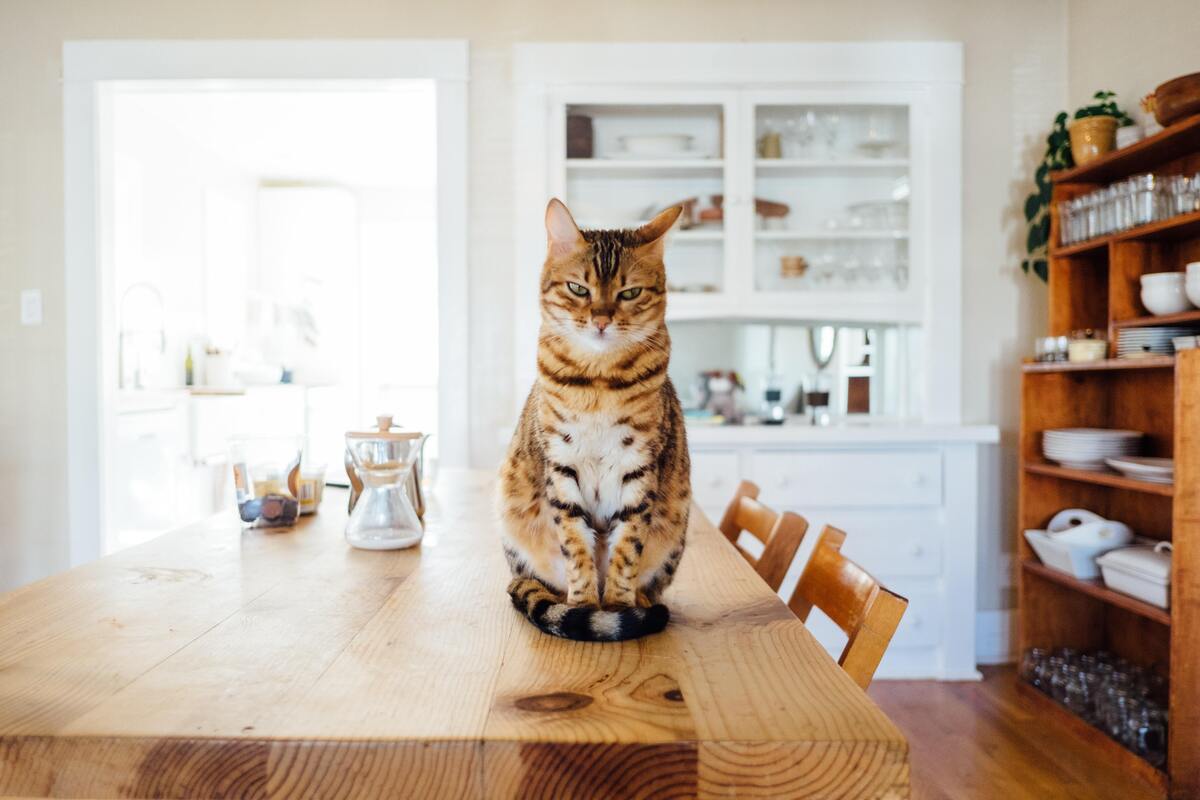 Gato sentado em uma mesa de jantar na sala. 