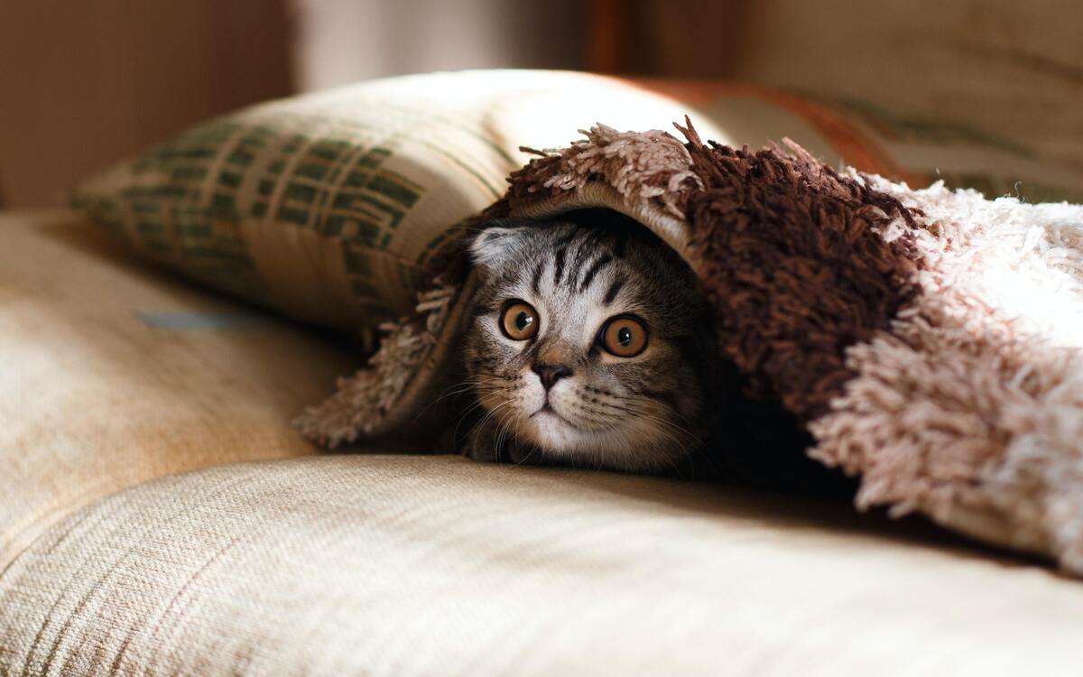 Gato se escondendo embaixo de um cobertor. 