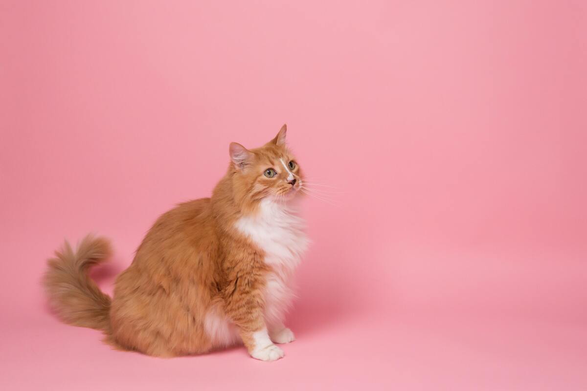 Gato sentado em um fundo rosa. 