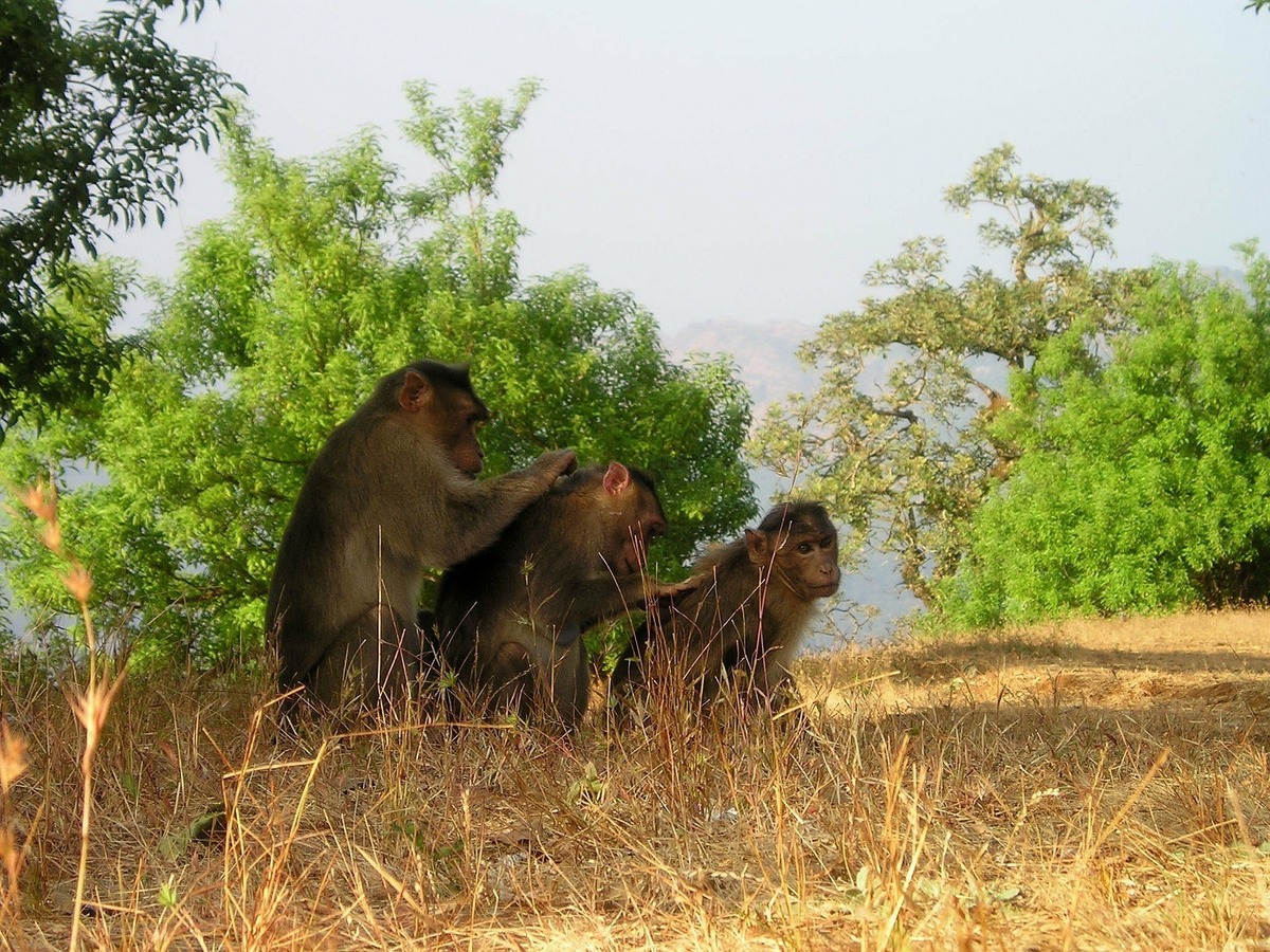 macaco pegando piolho