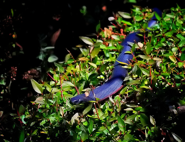 Sonhar com cobra azul: Azul claro, escuro, com preto, com vermelho e mais!