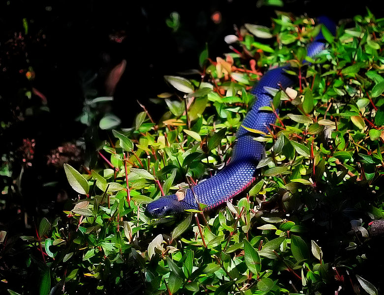 O que significa Sonhar com Cobra Azul?