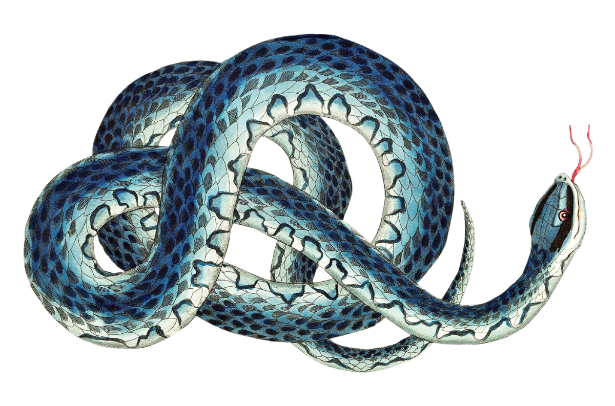 O que significa Sonhar com Cobra Azul?