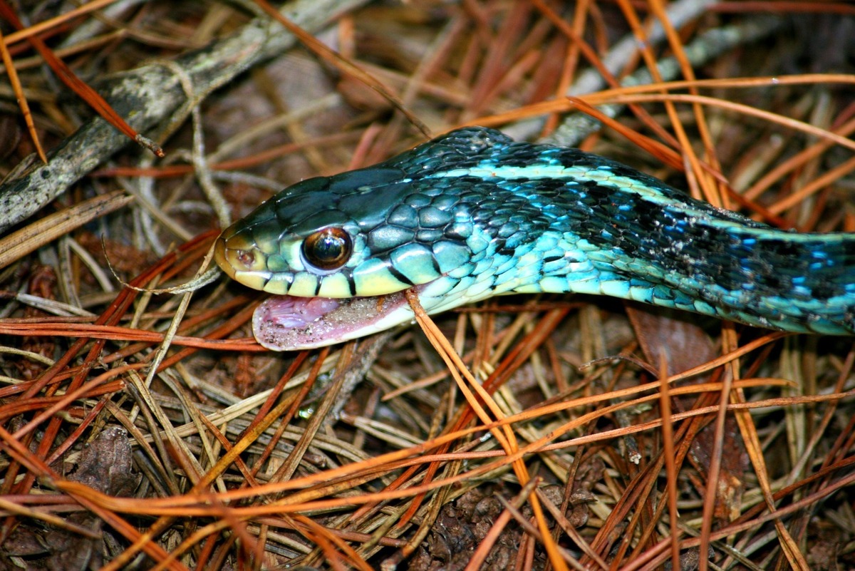 Sonhar com cobra azul: Azul claro, escuro, com preto, com vermelho e mais!,  cobra azul sonho