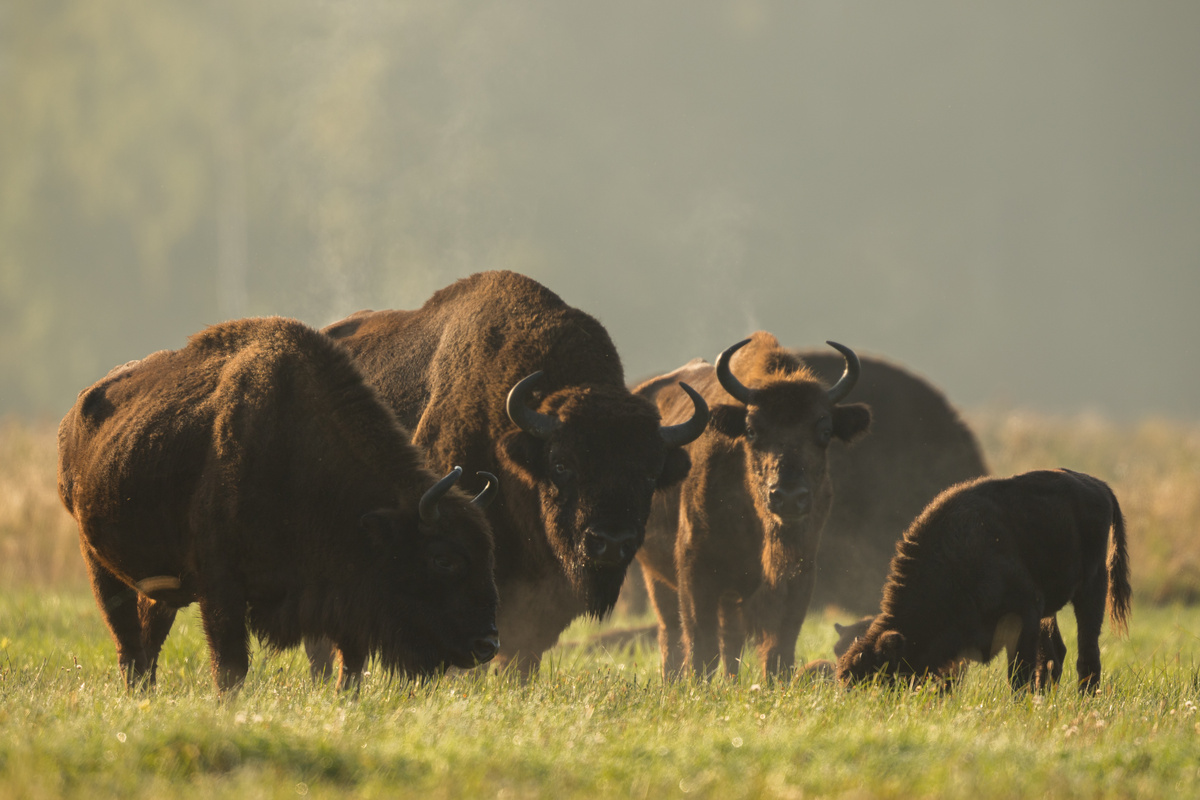 Manada de búfalos em campo aberto.