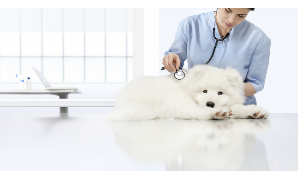 Cachorro branco deitado em uma mesa, sendo auscultado por uma veternária.