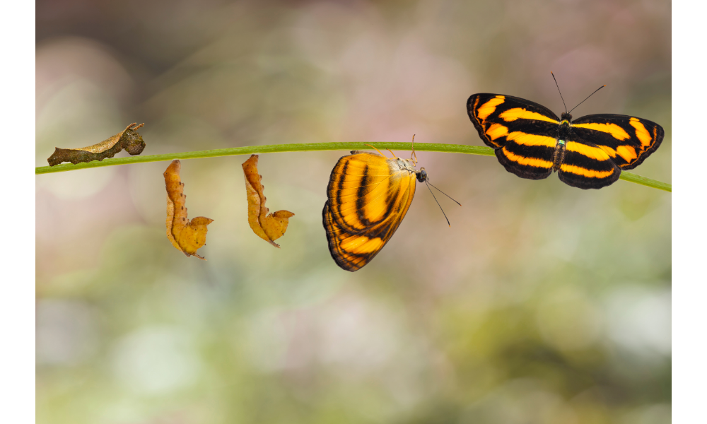 Ilustração mostrando as fases da transformação de uma lagarta em borboleta amarela e preta.