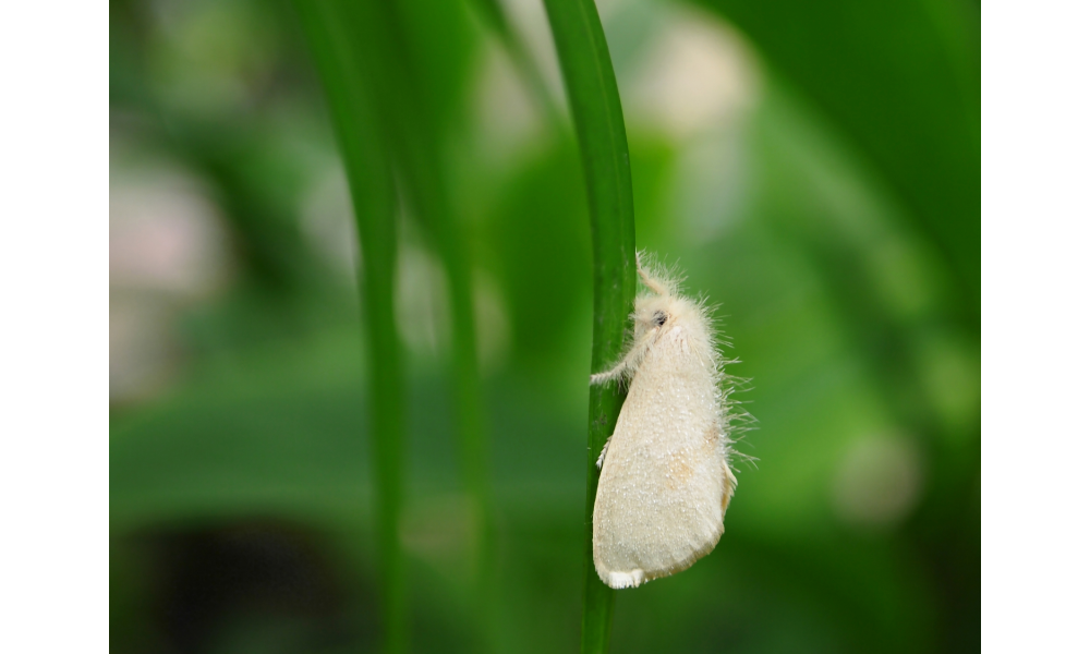 Mariposa branca pousada em uma folha.
