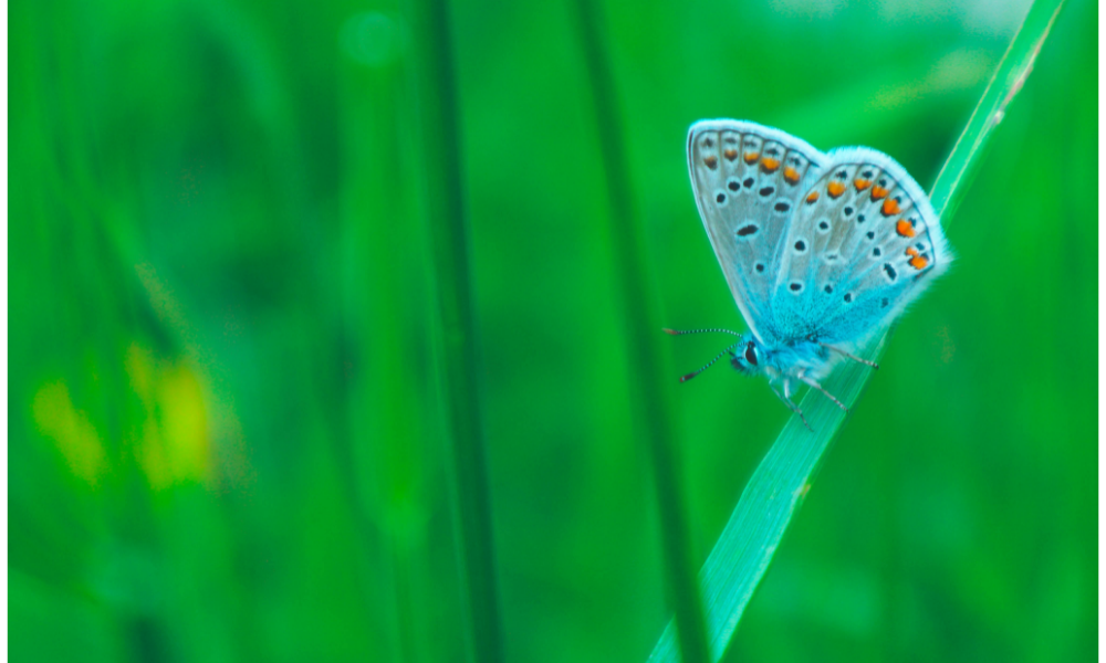 Mariposa colorida azul pousada em uma folha.