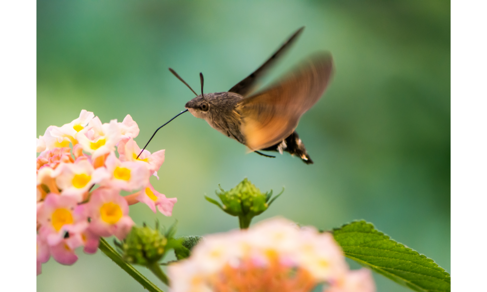 Mariposa marrom voando em direção a um ramo de flores.