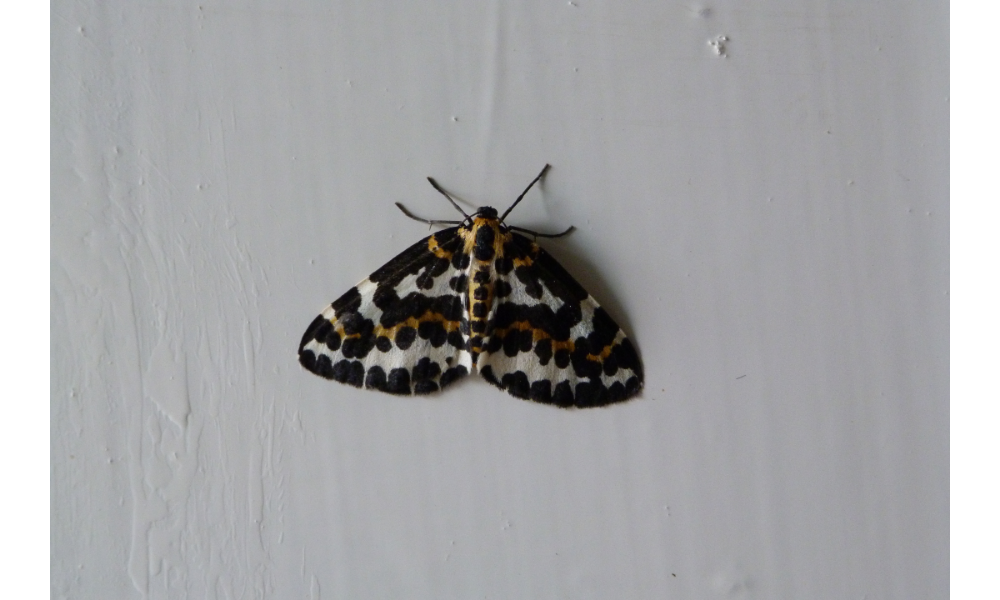Mariposa preta, branca e marrom pousada em uma parede branca.