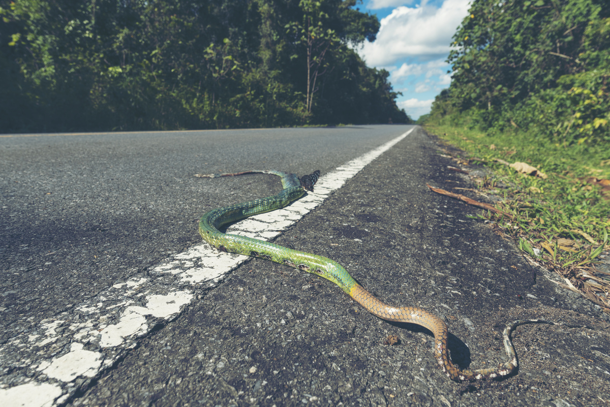 Cobra morta em estrada