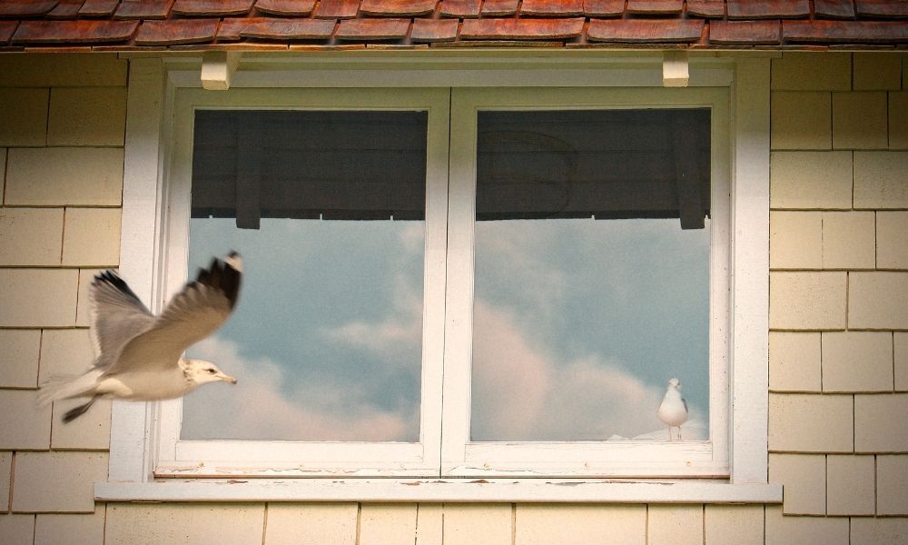 pássaros na janela
