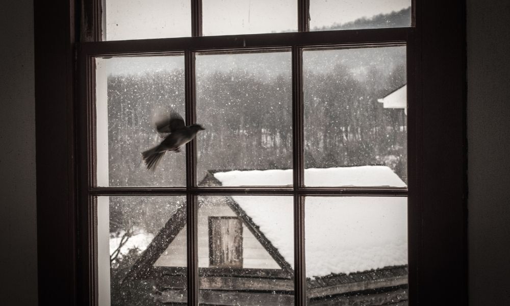pássaro na janela