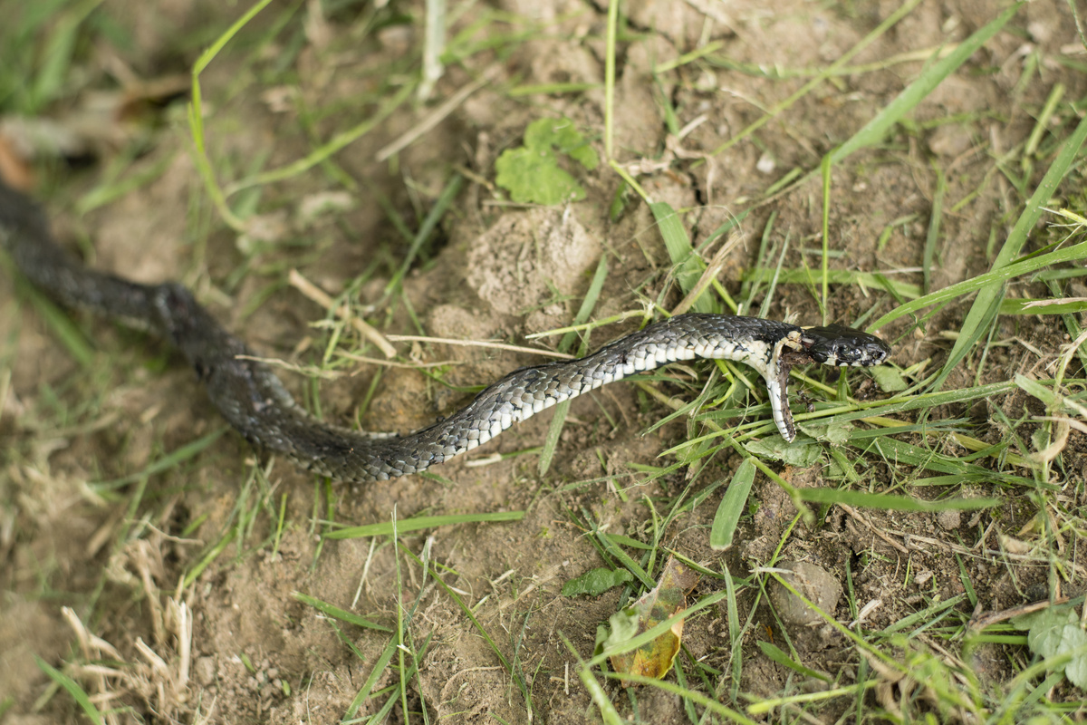 Cobra morta na grama
