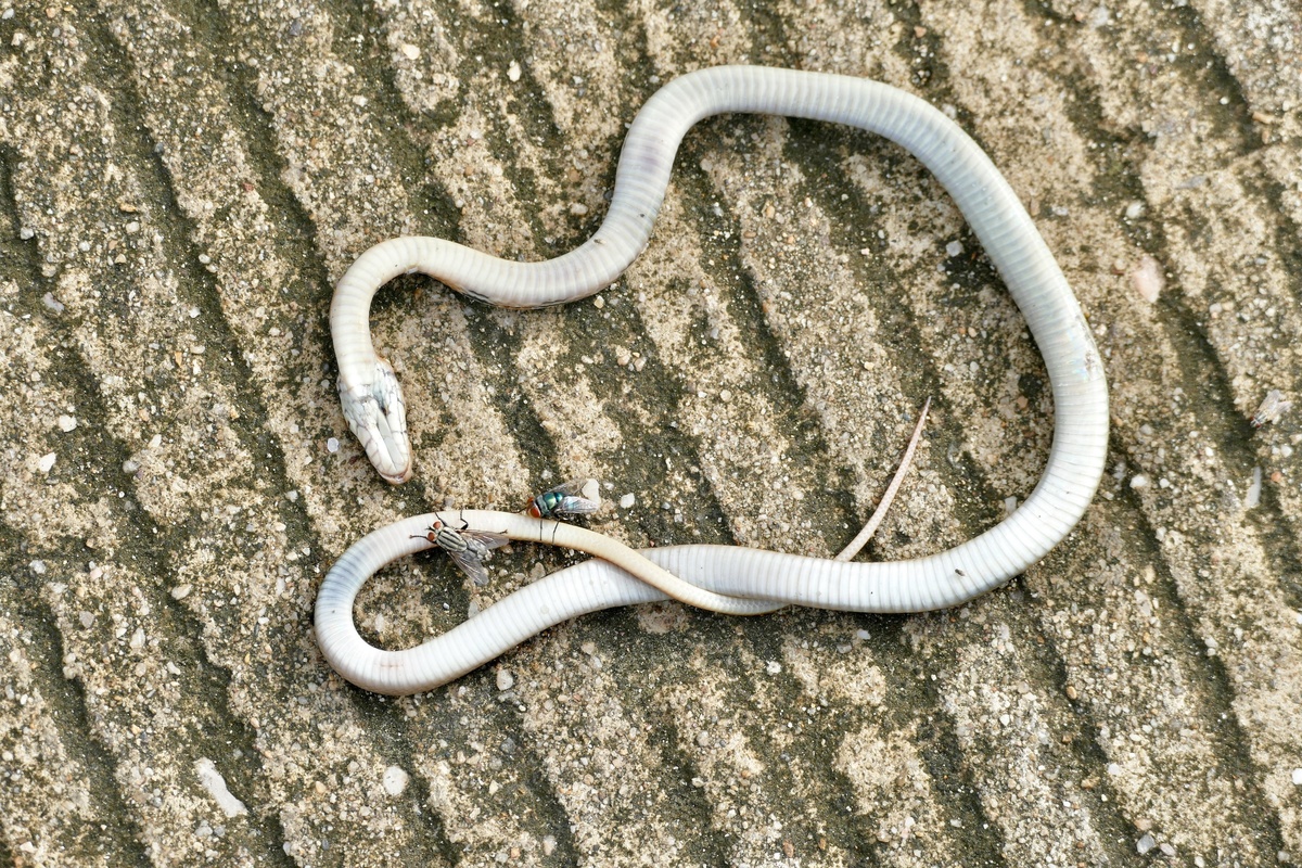 Cobra branca morta