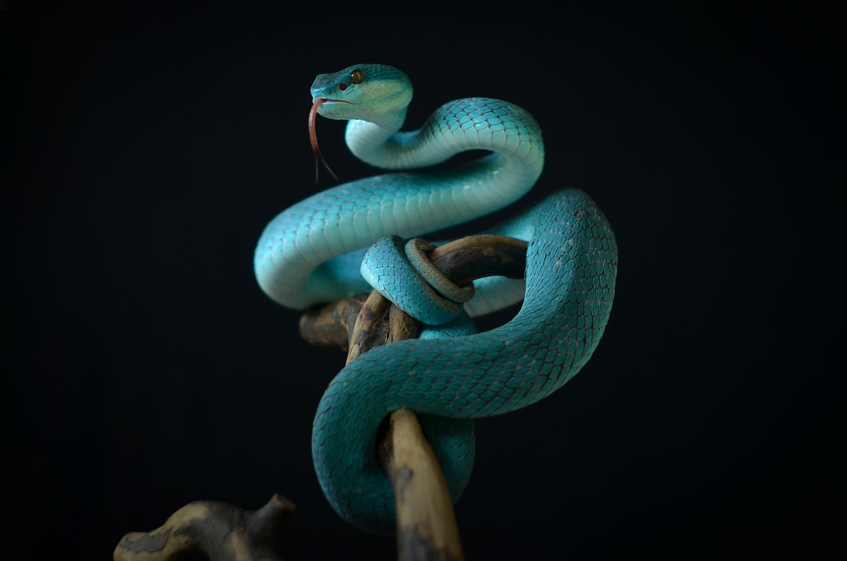 Cobra azul enrolada em galho