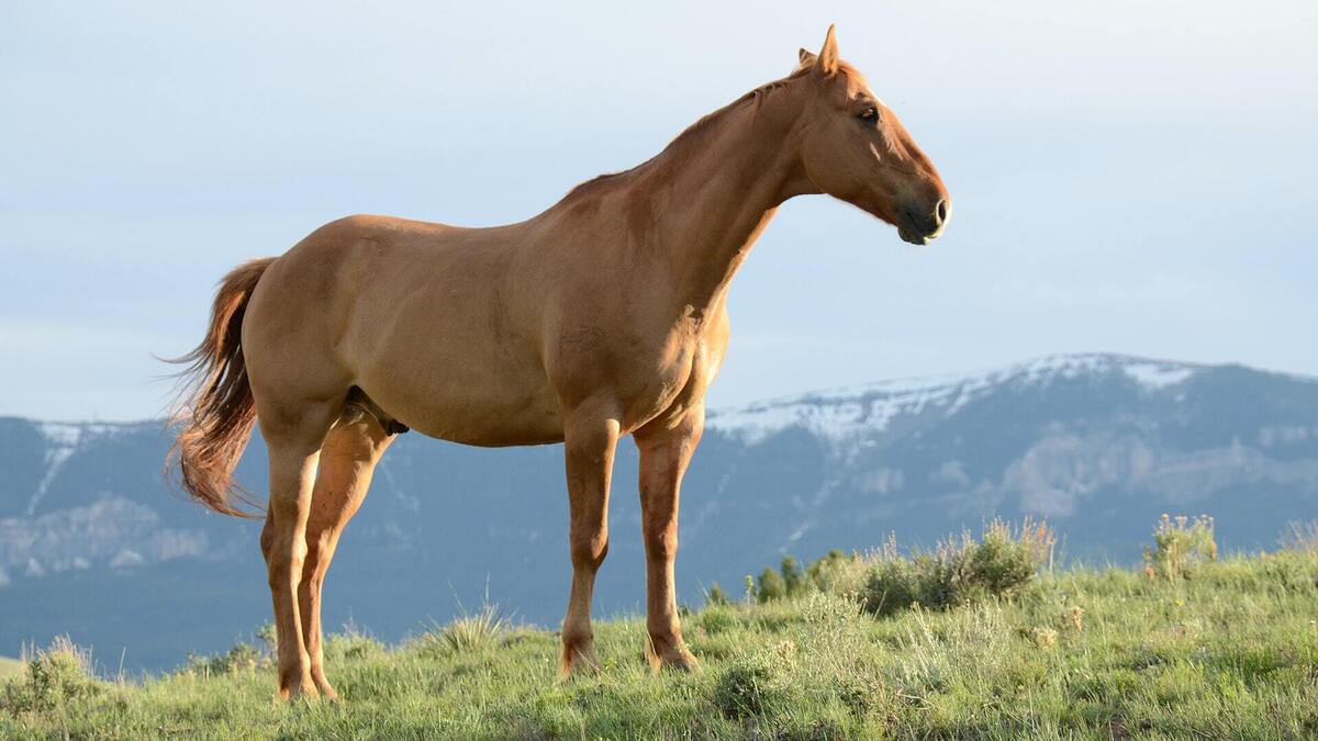 Cavalo marrom em pé em um campo gramado.